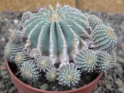 Geohintonia mexicana, pot 6,5 cm Roubovaná