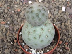 Tephrocactus geometricus pot 6,5 cm - 12407704