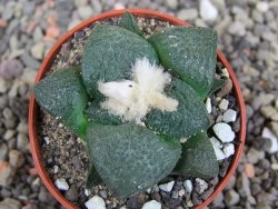 Ariocarpus lloydii pot 5,5 cm