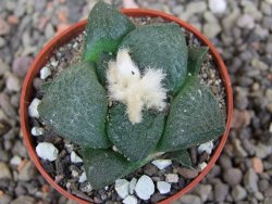 Ariocarpus lloydii pot 5,5 cm - 12407736