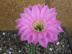 Echinopsis hybrid pot 5,5 cm