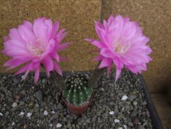 Echinopsis hybrid pot 5,5 cm