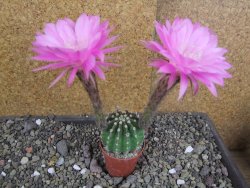 Echinopsis hybrid pot 5,5 cm - 12407757