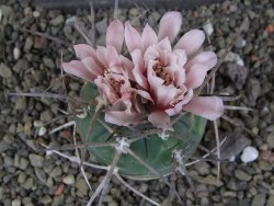 Gymnocalycium armatum LH1431 Pajcho centro, Tarija, pot 5,5 cm - 12407769
