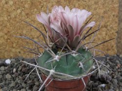 Gymnocalycium armatum LH1431 Pajcho centro, Tarija, pot 5,5 cm