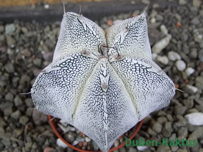 Astrophytum Dinosaur X Onzuko 5,5 cm