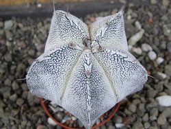 Astrophytum Dinosaur X Onzuko 5,5 cm