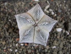 Astrophytum Dinosaur X Onzuko 5,5 cm - 12407787