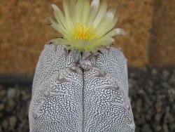 Astrophytum Onzuko quadricostatum V type, pot 5,5 cm - 12407791