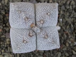 Astrophytum Onzuko quadricostatum V type, pot 5,5 cm - 12407793