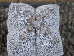 Astrophytum Onzuko quadricostatum V type, pot 5,5 cm - 12407794