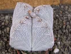 Astrophytum Onzuko quadricostatum V type, pot 5,5 cm - 12407795