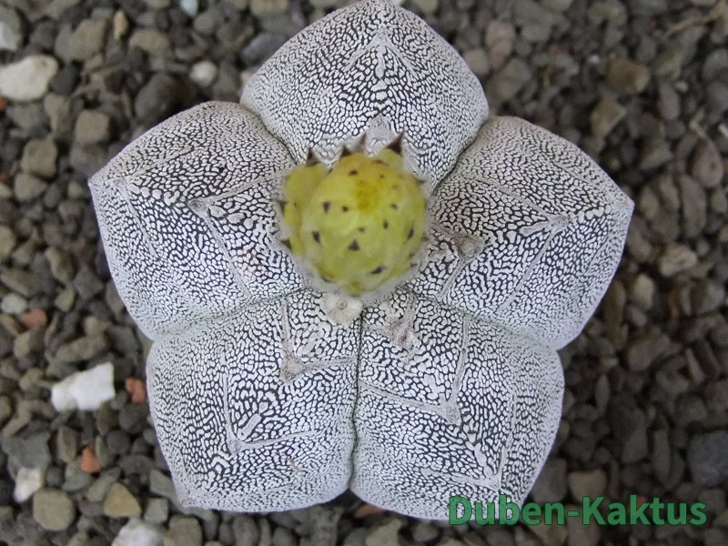 Astrophytum Onzuko V type, pot 5,5 cm