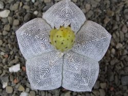 Astrophytum Onzuko V type, pot 5,5 cm
