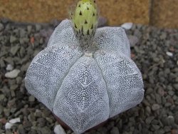 Astrophytum Onzuko V type, pot 5,5 cm - 12407799