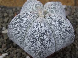 Astrophytum Onzuko V type, pot 5,5 cm - 12407802