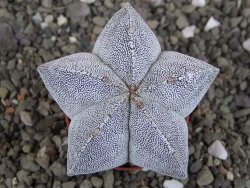 Astrophytum Onzuko, pot 5,5 cm