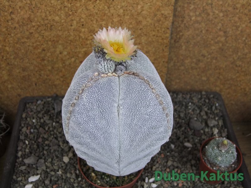 Astrophytum Onzuko XXXL 11 x V 16 cm