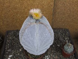 Astrophytum Onzuko XXXL 11 x V 16 cm