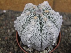 Astrophytum Z Jasenné pot 8,5 cm