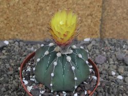 Astrophytum Z Jasenné pot 9 cm