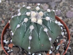 Astrophytum Z Jasenné pot 9 cm - 12407846