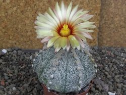 Astrophytum Z Jasenné pot 6,5 cm