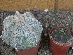 Astrophytum Z Jasenné pot 6,5 cm - 12407875
