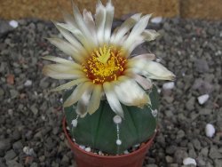 Astrophytum Z Jasenné pot 5,5 cm
