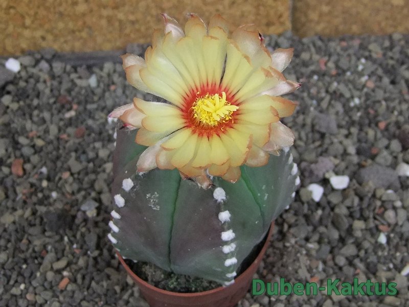 Astrophytum Z Jasenné pot 6,5 cm