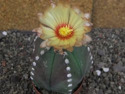 Astrophytum Z Jasenné pot 6,5 cm - 12407877