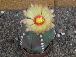 Astrophytum Z Jasenné pot 6,5 cm