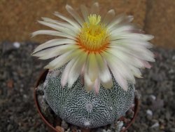 Astrophytum Z Jasenné variegata, pot 8 cm