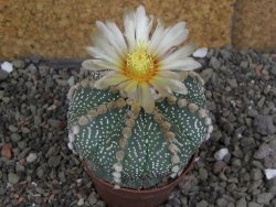 Astrophytum asterias, květináč 5,5 cm