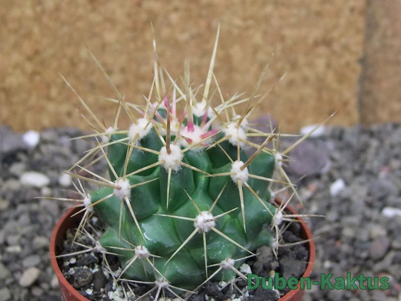 Ferobergia semenáč, pot 6,5 cm