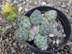 Puna mandragora, květináč 5,5 cm