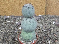 Tephrocactus geometricus pot 5,5 cm - 12408028
