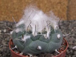 Turbinicarpus jauernigii pot 6,5 cm cites IA