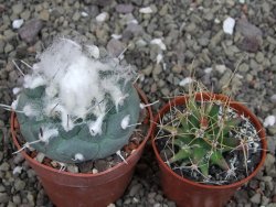 Turbinicarpus jauernigii pot 6,5 cm cites IA - 12408086