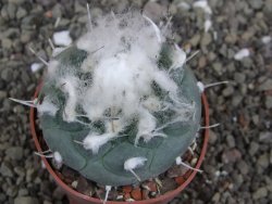 Turbinicarpus jauernigii pot 6,5 cm cites IA - 12408089