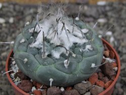 Turbinicarpus jauernigii pot 6,5 cm cites IA