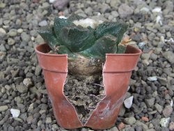 Ariocarpus fissuratus Cuatro Cienegas, pot 5,5 cm - 12408121