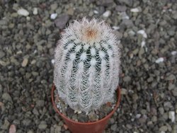 Echinocereus reichenbachii albispinus x bayleyi pot 5,5 cm - 12408132