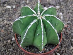 Astrophytum Dinosaur (Fukurio Hannya) pot 6,5 cm