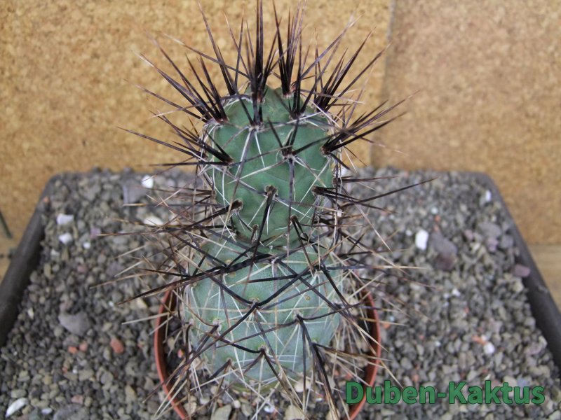 Tephrocactus alexanderi fiambalensis Fiambala, květináč 10,5 cm