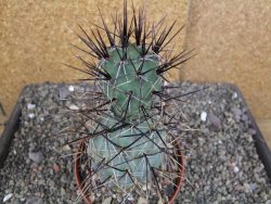 Tephrocactus alexanderi fiambalensis Fiambala, květináč 10,5 cm