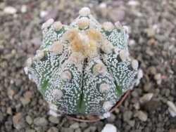 Astrophytum Z Jasenné pot 5,5 cm