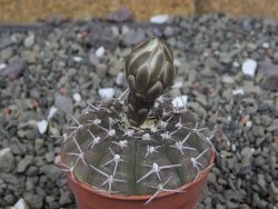 Gymnocalycium asterium paucispinum pot 5,5 cm