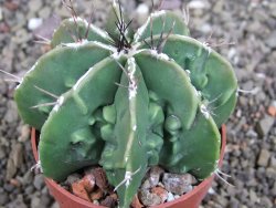 Astrophytum Dinosaur (Fukurio Hannya) pot 6,5 cm
