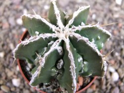Astrophytum Dinosaur (Fukurio Hannya) pot 6,5 cm